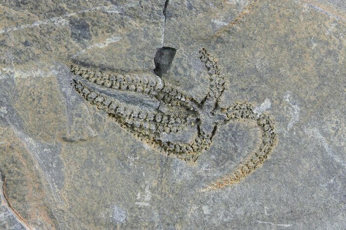 Detailed Ordovician Brittle Star (Ophiura) - Morocco #80253